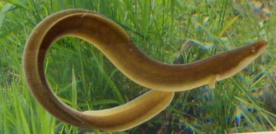 anguilas electricas animales de la selva de brasil
