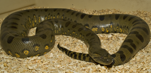 anaconda verde