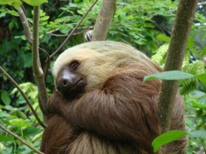 oso perosozo animal de la selva de brasil