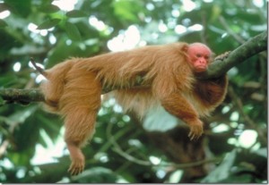 uacari animales de la selva de brasil