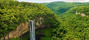 selva de brasil